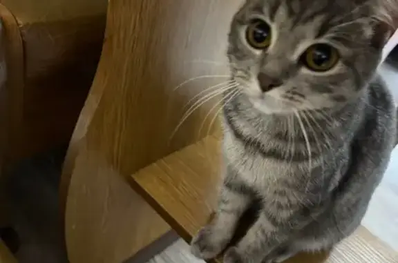 Пропала кошка, ул. Герасимова, Мичуринск