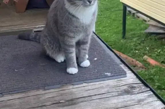 Пропала кошка, ул. Ленина 9Б, Волоколамск