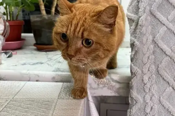 Найденные животные Петрозаводск, фото: Кошка найдена: пр. Ленина, 22А, Петрозаводск