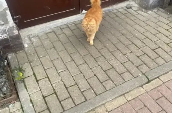 Пропала кошка, Рождественская 22, НН