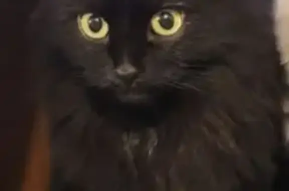 Пропала кошка, ул. Энергетиков 28, Челябинск