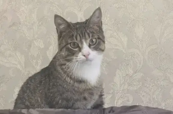 Кошки потеряшки, Гвардейск, фото: Потеряшка кошка, ул. Набойченко 25, Гвардейск