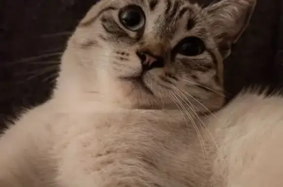 Кошки потеряшки, Барабинск, фото: Потеряшка кошка, Гутова, Барабинск