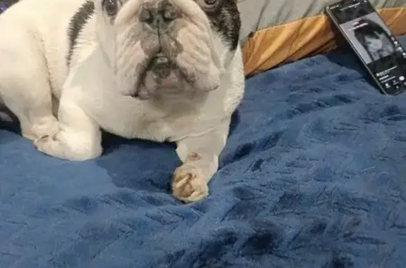 Найдена собака, Магнитогорск, фото: Собака найдена: Магнитная ул, 54, Мгск