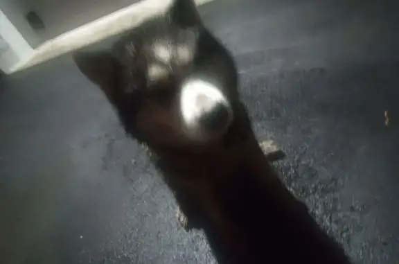 Найдена собака, , фото: Собака найдена, Пенза, 58Н-290