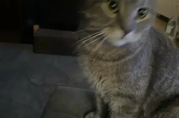 Пропала кошка, 4-я аллея, 171А, Таганрог