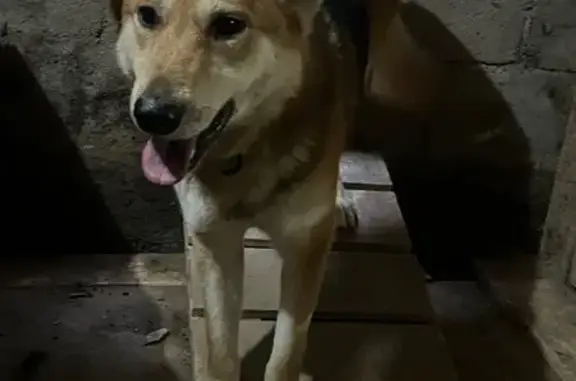 Найденные животные Свердловская область, фото: Найдена рыжая собака, Нижняя Салда