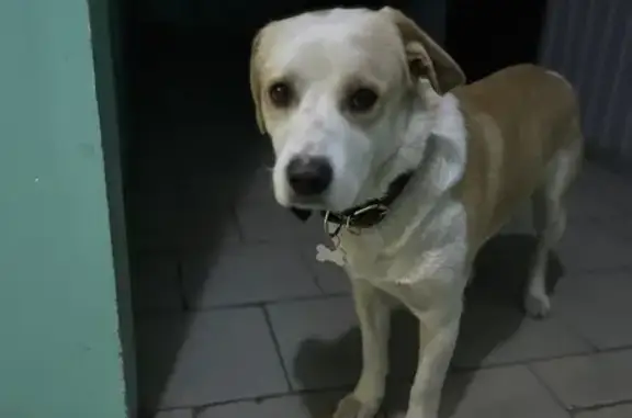 Найдена собака, Краснодар, фото: Собака найдена: ул. Тюляева 19/2, Крдр