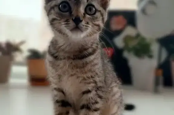 Кошки потеряшки, Ногинск, фото: Потеряшка кошка, ул. Декабристов 3В, Ногинск