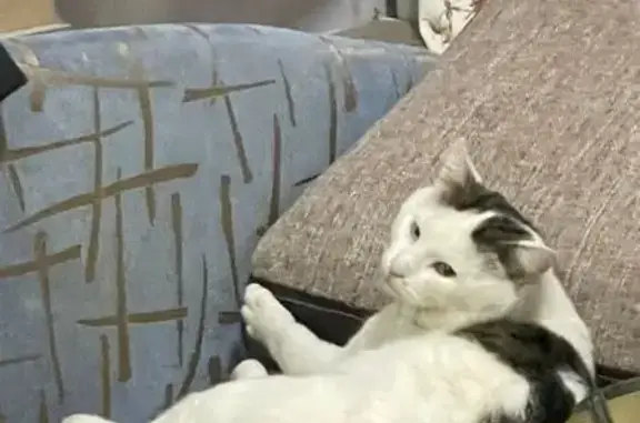 Пропала кошка, ул. Вали Сафроновой, 28