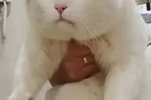 Найдена кошка, , фото: Кот найден на ул. Барышникова, Удмуртия