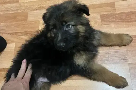 Найдена собака, Ижевск, фото: Собака найдена: ул. Берша, 32, Ижевск