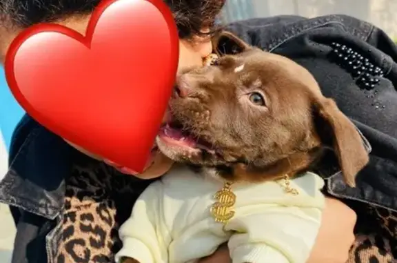 Пропала собака, ул. Бойко, Георгиевск