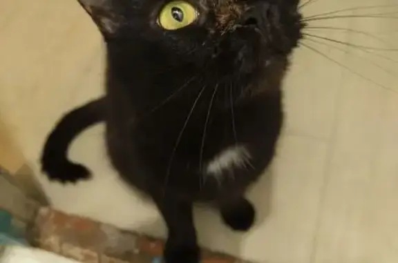 Пропала кошка, ул. Челюскинцев, 30, Ржев