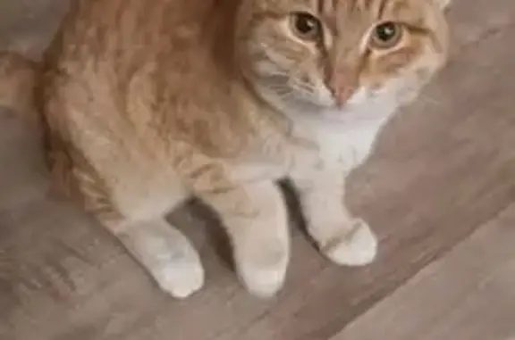 Найдена кошка, Челябинская область, фото: Кошка найдена в Кременкульском поселении