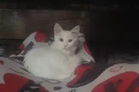 Кошки потеряшки, Краснодар, фото: Потеряшка кошка Бель, ул. Курортный 55, Краснодар