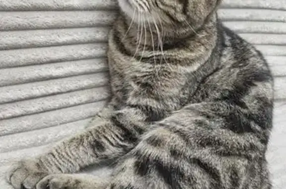 Пропала кошка, Пермь, Пермский край