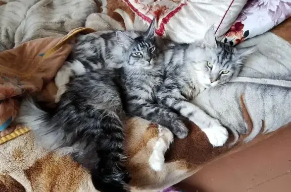 Пропала кошка на Карла Маркса, 127