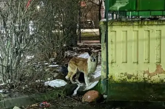 Найдена собака, Шушары, фото: Собака найдена на Пушкинской, 38 литВ