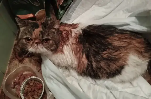 Найдена кошка, Санкт-Петербург, фото: Кошка найдена на Учительской 7 к1, СПб