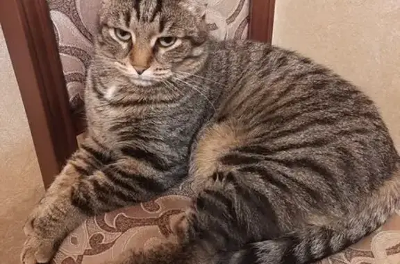 Пропала кошка, ул. Луначарского 6, Миасс