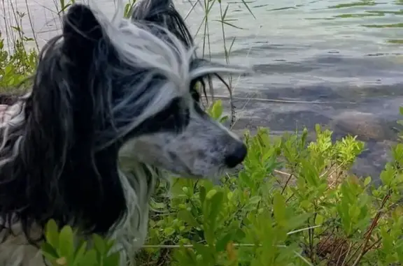 Пропала собака на ул. Серова, 16, Арх.