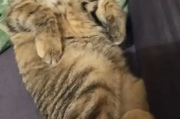 Пропала кошка, Ульяновская ул. 23