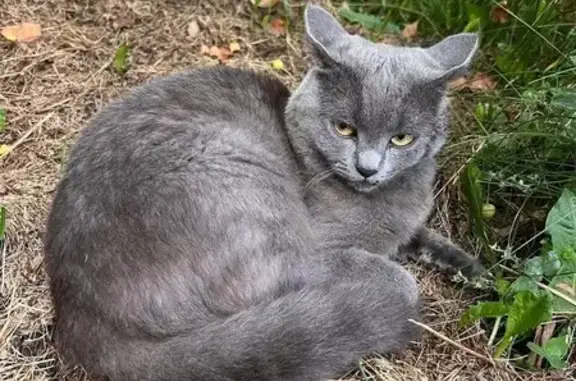 Кошки потеряшки, Томск, фото: Потеряшка кошка, ул. Пастера 35, Томск