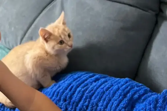 Пропала кошка, Ишимбай, Башкортостан