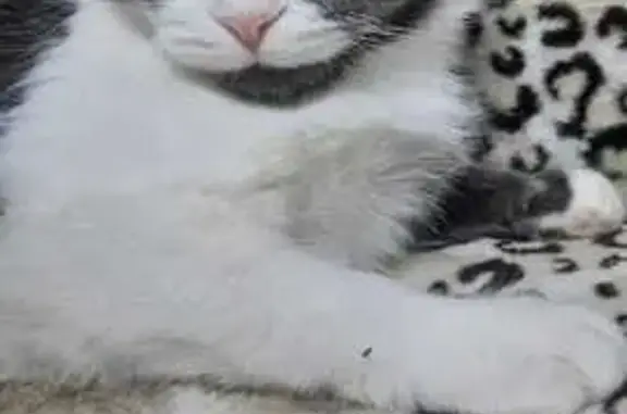 Пропала кошка, Калаусская 111, Ипатово