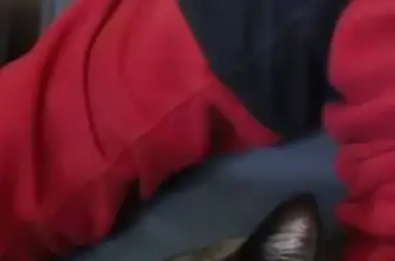 Пропала кошка, 4-й Давыдовский, Кострома