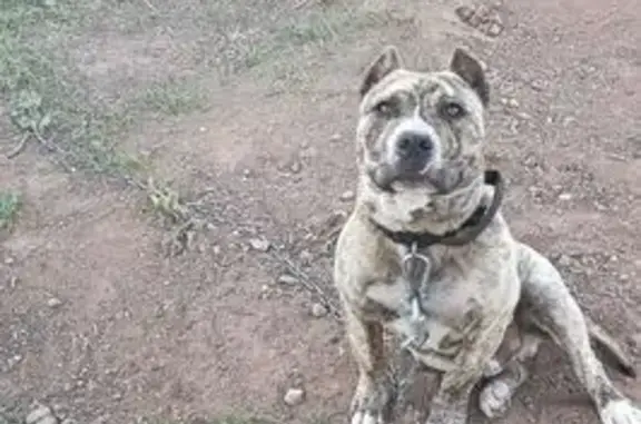 Пропала собака, Московская ул. 10, Тоцкое