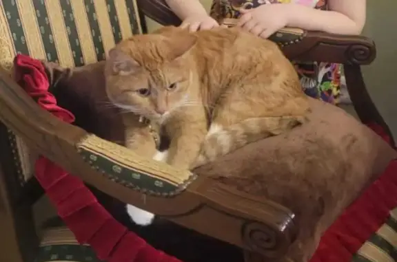 Пропала рыжая кошка, ул. Менделеева, Арамиль