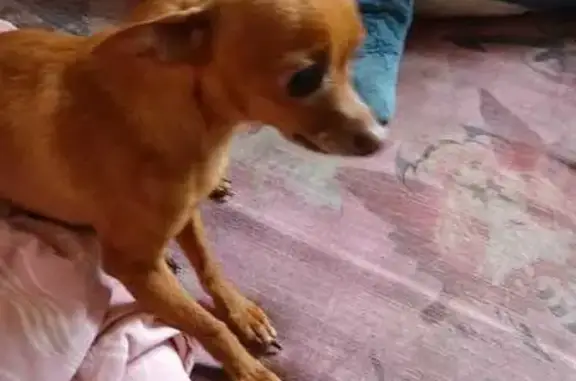 Найдена собака, Чебоксары, фото: Найдена собака, б-р Миттова, 4, Чебоксары