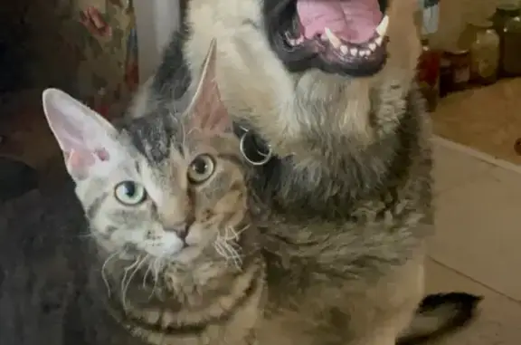 Пропала кошка, Железнодорожная 7, Рассудово