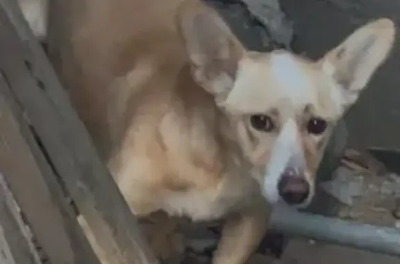 Найдена собака, Ростовская область, фото: Собака найдена в Чалтырь, Ростовская область