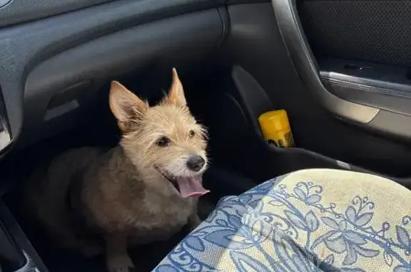 Пропала собака на Заречной, Новгородская