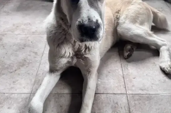 Найдена собака, , фото: Собака алабай найдена: Центр. ул, 21, Сартаково