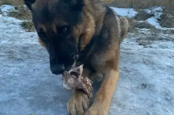 Найдена собака, Омская область, фото: Найдена собака в Омской области