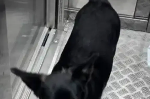 Найдена собака, Красноярск, фото: Собака найдена, ул. Лесников, 43Б, Крск