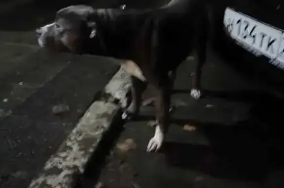 Найдена собака, Димитровград, фото: Собака на Свирской 21Б, Димитровград