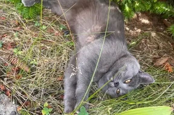 Кошки потеряшки, Томск, фото: Потеряшка кошка, ул. Пастера, 37, Томск