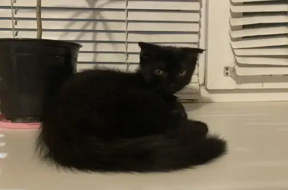 Кошки потеряшки, Тимашевск, фото: Потеряшка кошка, Луговая ул., Тимашёвск