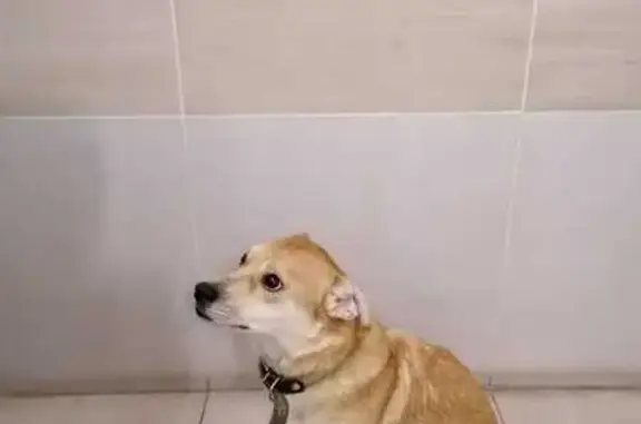 Найдена собака, Тула, фото: Найдена собака, Тула, Крутоовражный пр.