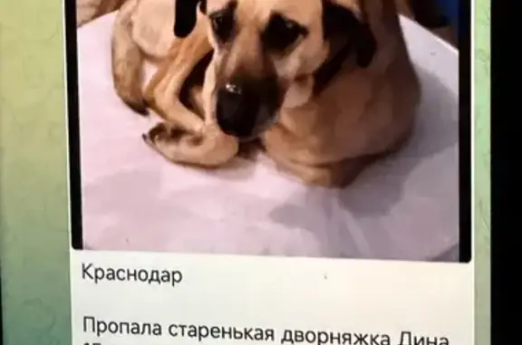 Пропала собака, ул. Симиренко, Краснодар