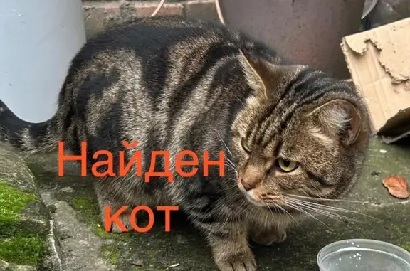 Найдена кошка, Воронеж, фото: Найден кот: ул. Белинского, 21, Воронеж