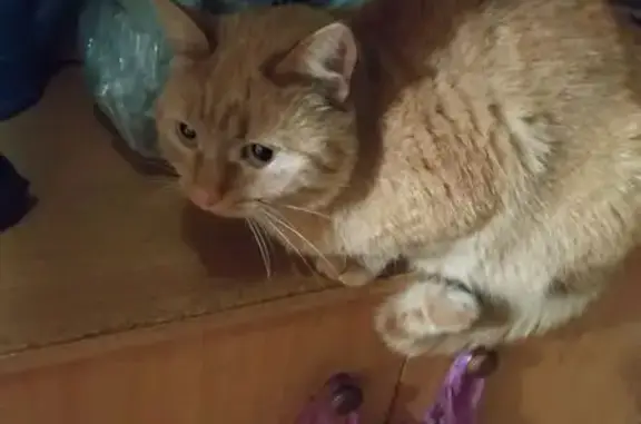 Найдена кошка, , фото: Кошка найдена: пр. Чайковского, 9, Тверь