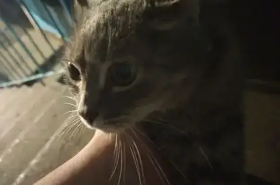 Найдена кошка, Пенза, фото: Кошка найдена, ул. Луначарского, 42