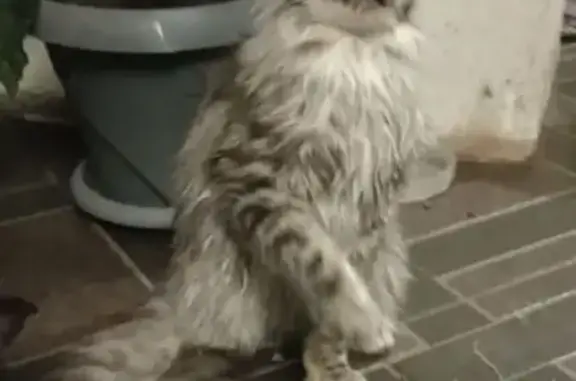 Пропал кот в Томаровке, Белгородская область