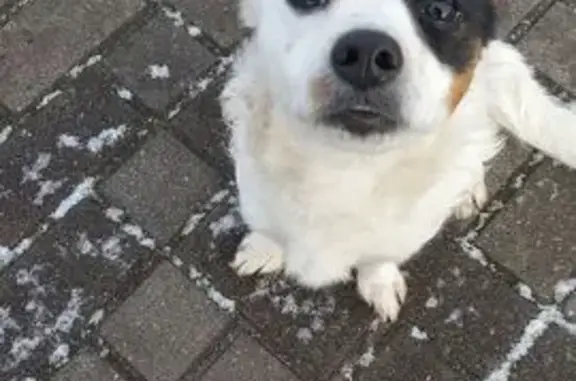 Найдена собака, Гусев, фото: Собака у ГАИ, Красноармейская, Гусев